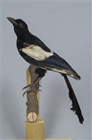 藏品(喜鵲)的圖片